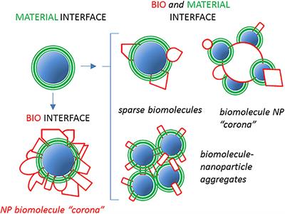 Opsonins and Dysopsonins of Nanoparticles: Facts, Concepts, and Methodological Guidelines